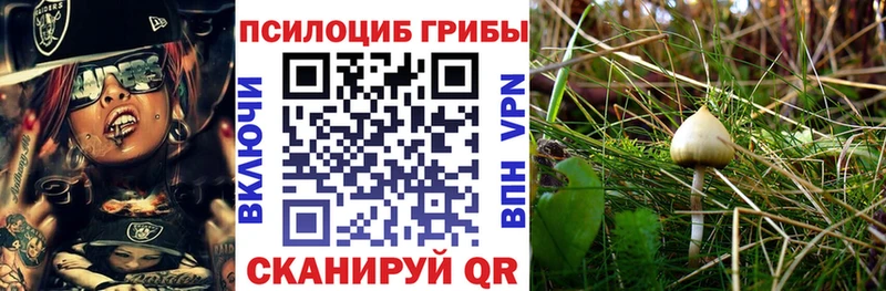 blacksprut ссылки  Кимовск  даркнет клад  Галлюциногенные грибы мицелий 